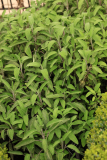 Salvia officinalis RCP4-2019 (104).JPG